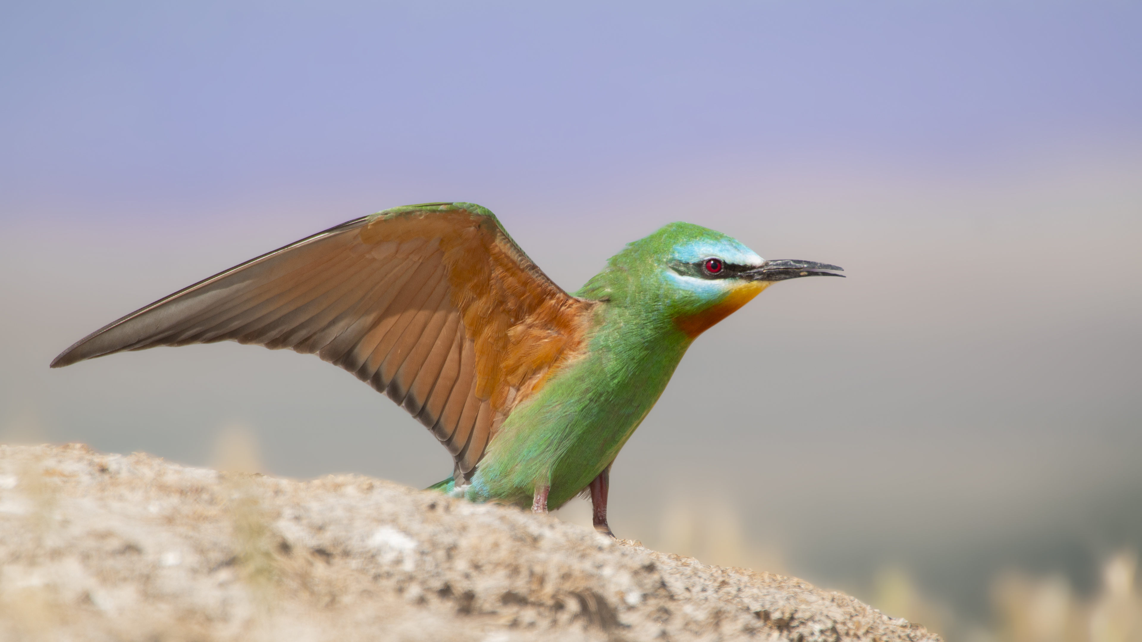 Blue-cheeked Bee-eater